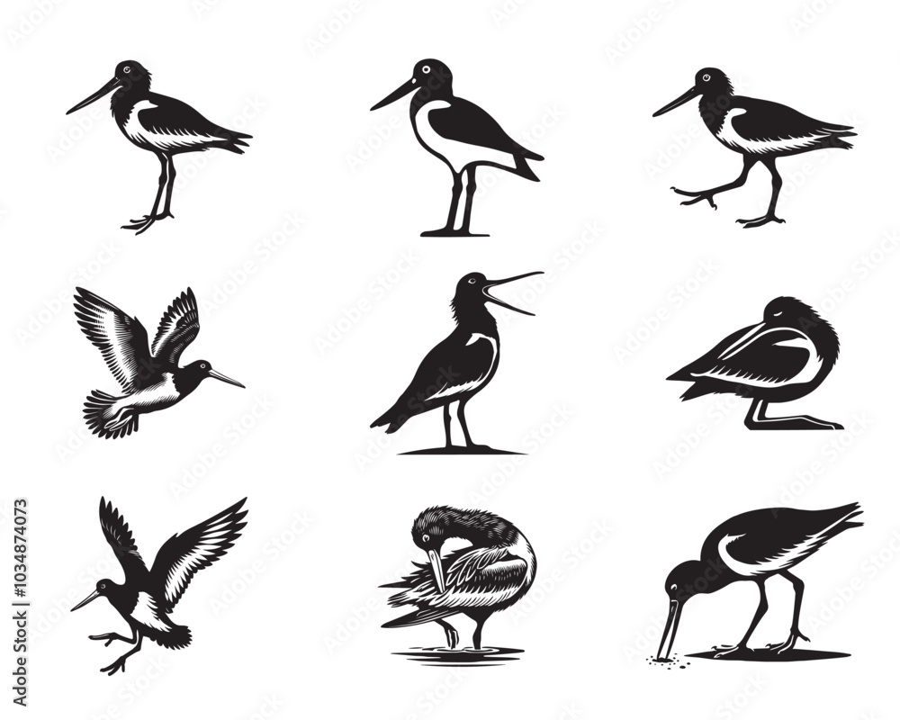 Set of American oystercatcher Clipart - American oystercatcher Vector illustration
Set of American oystercatcher Clipart - American oystercatcher Vector illustration