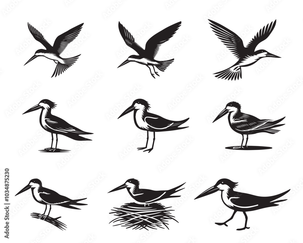 Fototapeta premium Collection of Black Skimmer Vector illustration - Black Skimmer Bird Clipart Design 