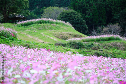 丘に咲く上原高原コスモス園