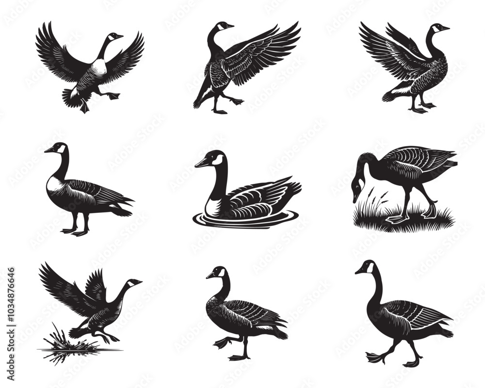 Obraz premium Collection of Canada Goose Vector illustration - Canada Goose Bird silhouette Design 