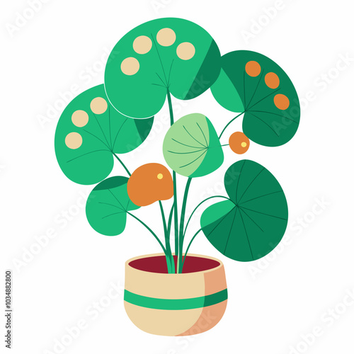 Chinese Money Plant