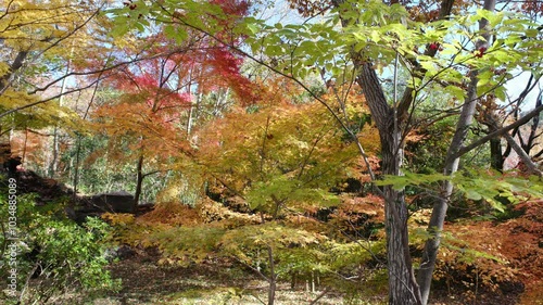 彩り豊かな嵐山渓谷の紅葉