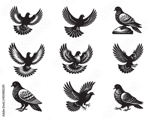 Collection of Rock dove Vector illustration - Columba livia Clipart Design 