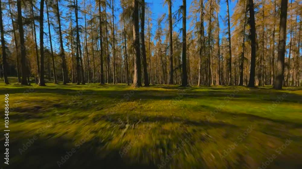 Drone flying through forest near the ground during autumn time while sun is shining and tall sequoya and pine trees are casting shadows. Sky is blue in the background and mountains are visible. Drone flying through forest near the ground during autumn time while sun is shining and tall sequoya and pine trees are casting shadows. Sky is blue in the background and mountains are visible.