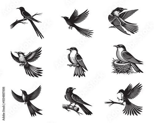 Set of Yellow-billed cuckoo silhouette Design - Yellow billed cuckoo vector illustration
 photo