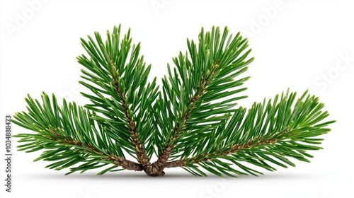 A photostock images of a pine branch with needles, isolated on white background, High Quality