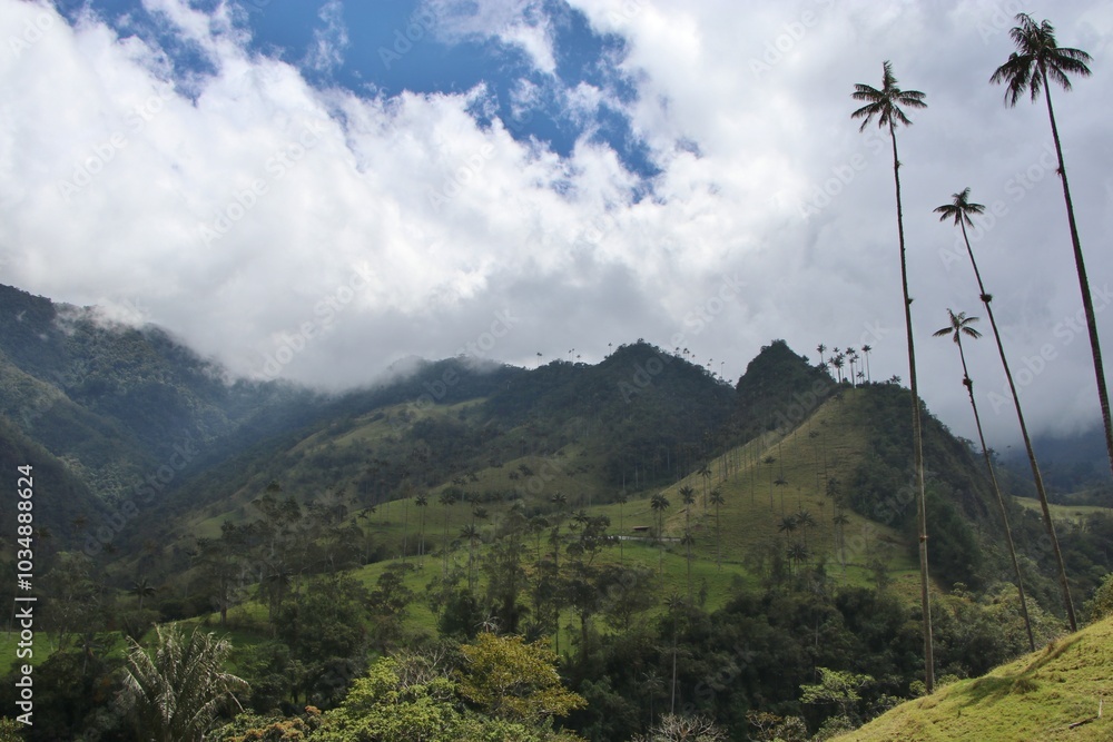 Valle de Cocora en Salento Colombia