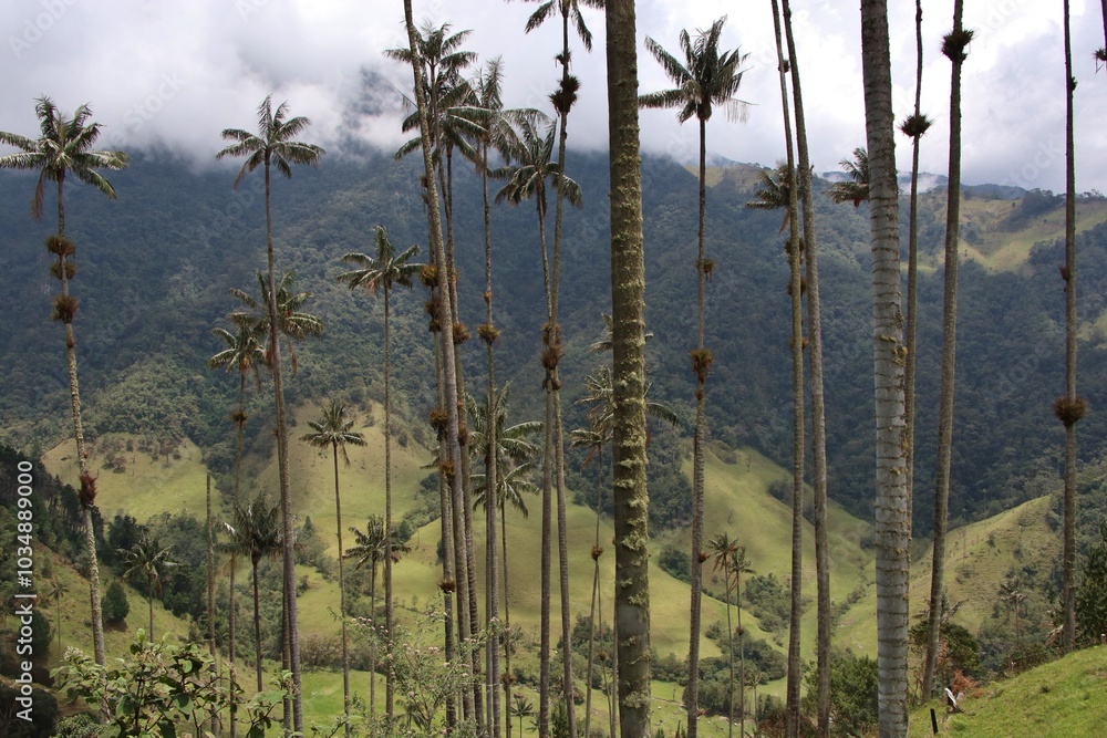 La famosa Palma de cera en el Valle de Cocora La famosa Palma de cera en el Valle de Cocora