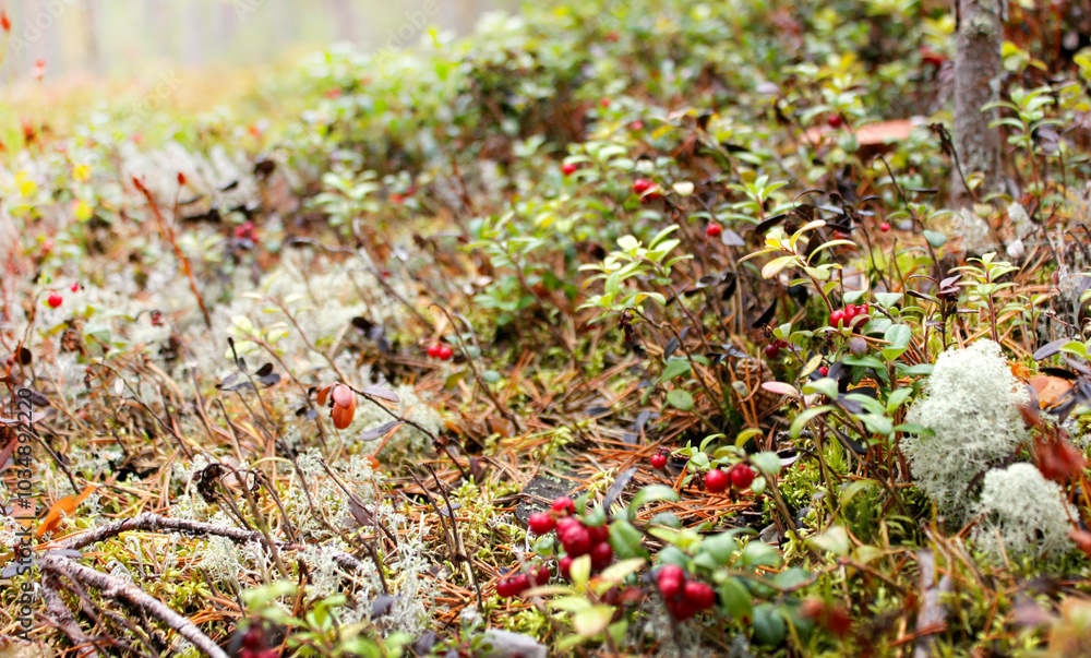 white moss, forest cover white moss, forest cover
