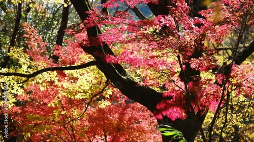 彩り豊かな嵐山渓谷の紅葉