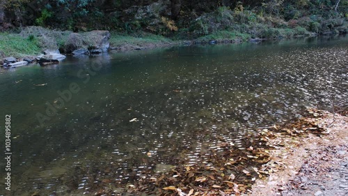 彩り豊かな嵐山渓谷の紅葉