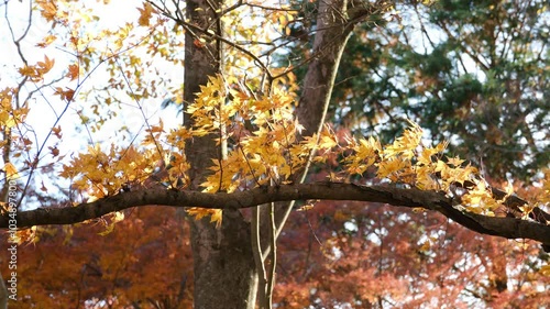 彩り豊かな嵐山渓谷の紅葉