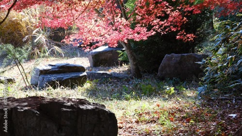 彩り豊かな嵐山渓谷の紅葉