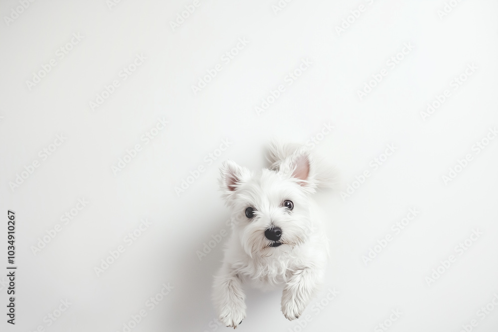 Playful White Dog with Curious Expression Playful White Dog with Curious Expression
