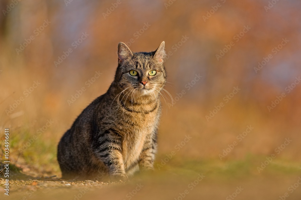 A cute european cat sits on the ground. Closeup portrait of a tabby cat A cute european cat sits on the ground. Closeup portrait of a tabby cat