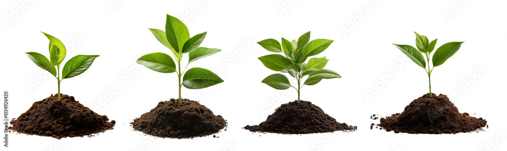 Four vibrant green sprouts in soil demonstrating growth stages, isolated on white background. Four vibrant green sprouts in soil demonstrating growth stages, isolated on white background.