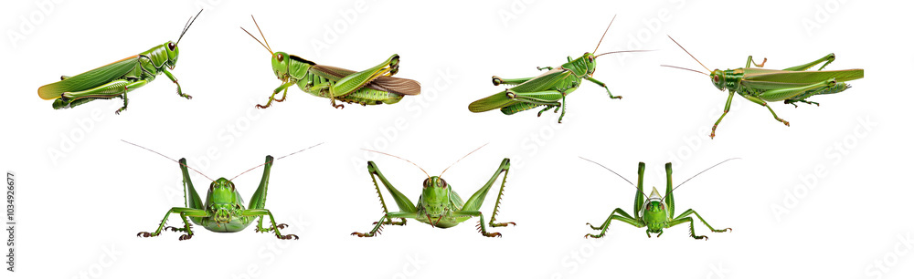 Different poses of grasshoppers on a white isolated background. Different poses of grasshoppers on a white isolated background.