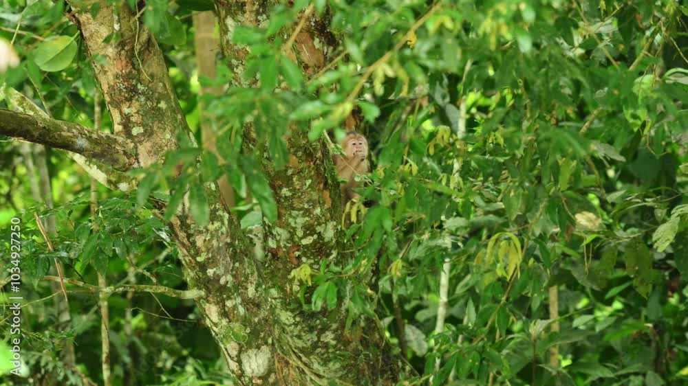 Monkey eating on branch of trees between leaves, Amazon rainforest. handheld Monkey eating on branch of trees between leaves, Amazon rainforest. handheld