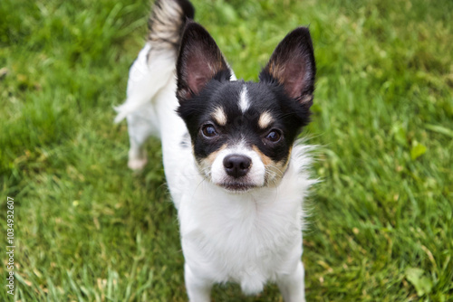 chihuahua 3 couleurs sur l'herbe 