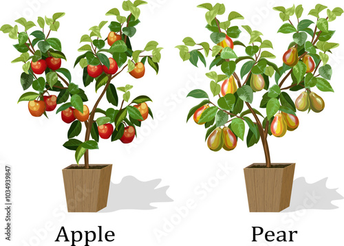 Illustration with fruit trees in pots.Pear and apple trees in pots on a white background in vector illustration.