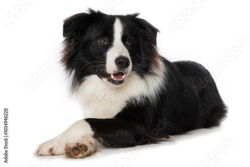 Young border collie dog on white background