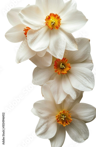 PNG Flower background petal plant white. photo