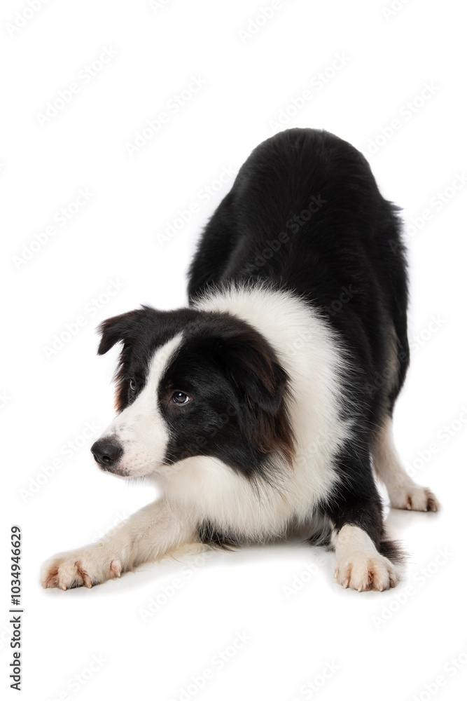 Young border collie dog make servant Young border collie dog make servant