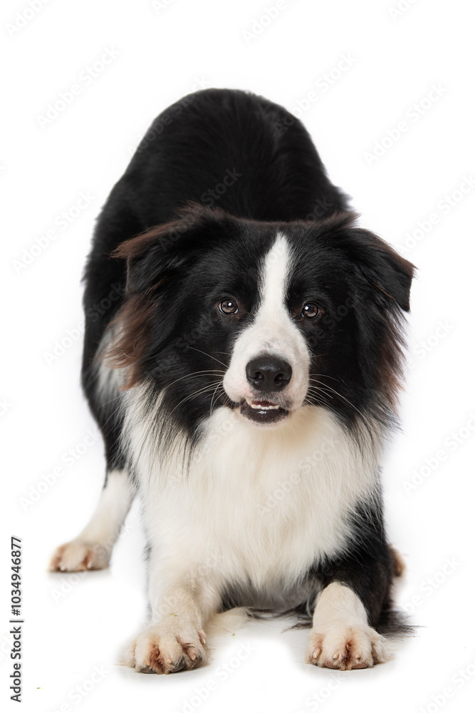 Fototapeta premium Young border collie dog make servant