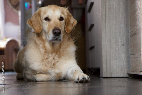 golden retriever couché qui attend 