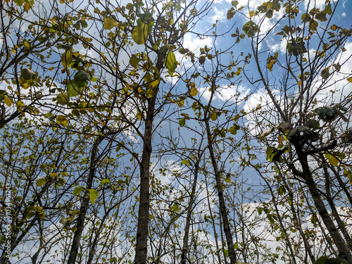 A teak forest stretches upward, its tall trunks rising toward a blue sky lightly dotted with soft, white clouds. The leaves, sparse yet vibrant, cling to the high branches.