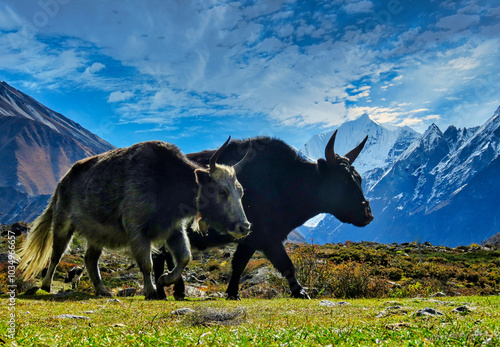 Yaks grazing in the stunning landscape of Kyanjin Gompa, Langtang Valley, Nepal, with the majestic snow-capped Himalayan mountains in the background. photo