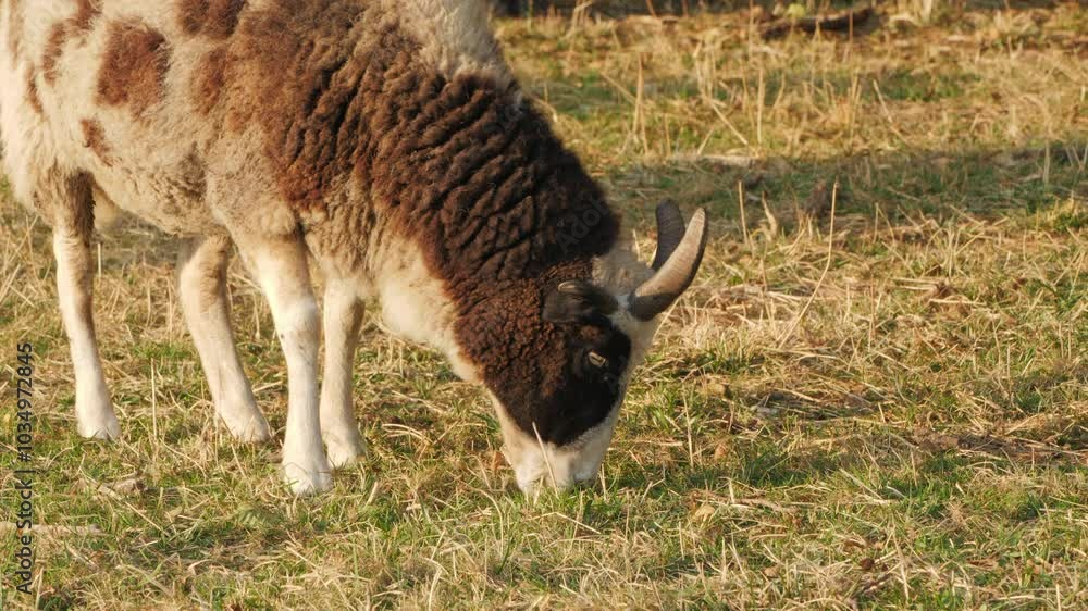 Close-up of sheep grazing on yellowed grass during a clear autumn day. Close-up of sheep grazing on yellowed grass during a clear autumn day.