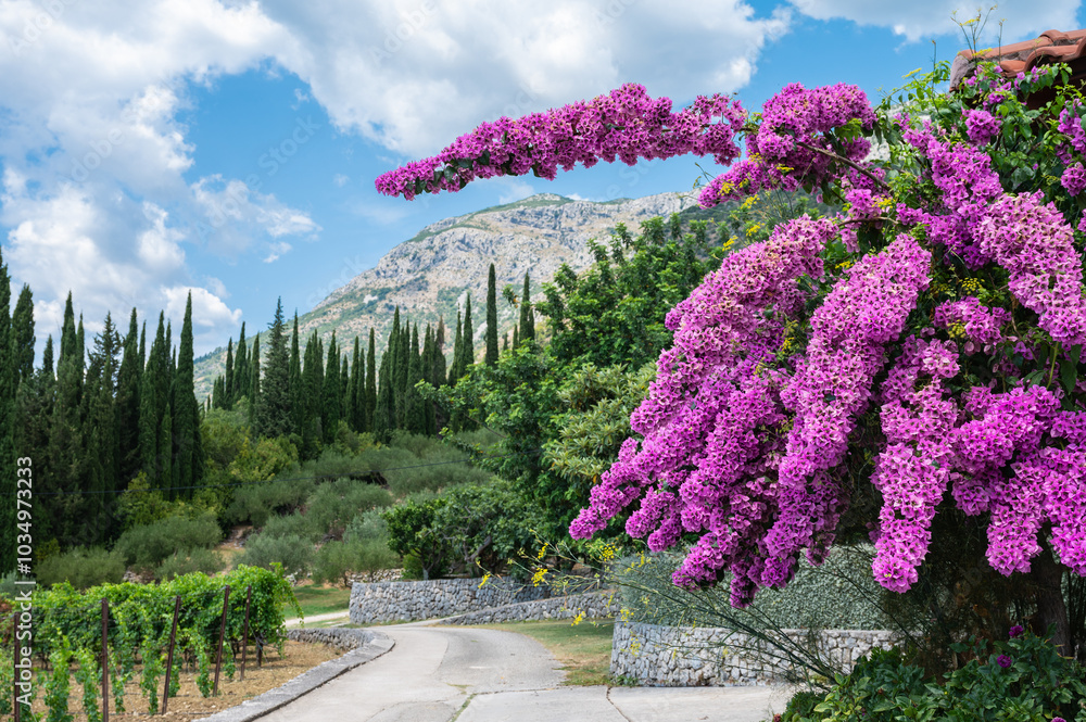 Blooming Bougainvillea Flowers in the Countryside of Dubrovnik, Croatia