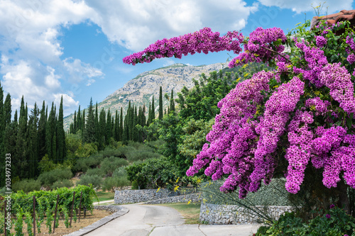 Obraz na płótnie Blooming Bougainvillea Flowers in the Countryside of Dubrovnik, Croatia w salonie