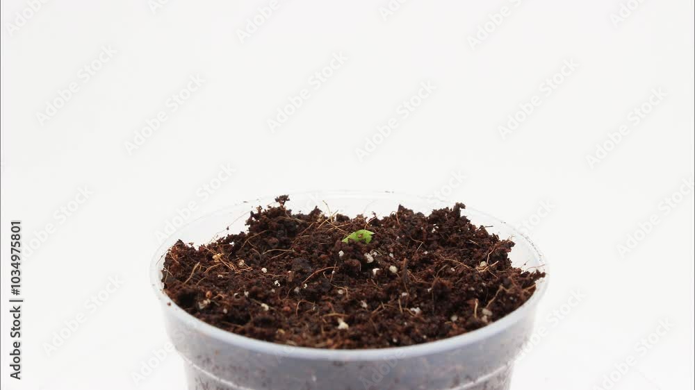 Time lapse and close up of green pea germinating or sprouting in small clear container of soil placed in light box under controlled lighting and climate condition against white background Time lapse and close up of green pea germinating or sprouting in small clear container of soil placed in light box under controlled lighting and climate condition against white background
