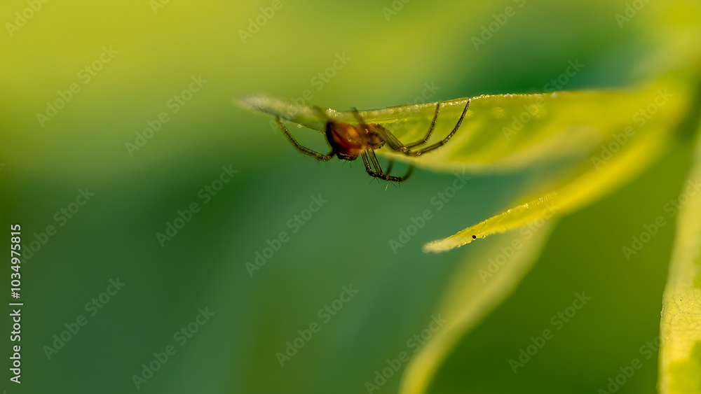 Fototapeta premium Small but poisonous spiders, seen hiding under leaves, spider on a leaf