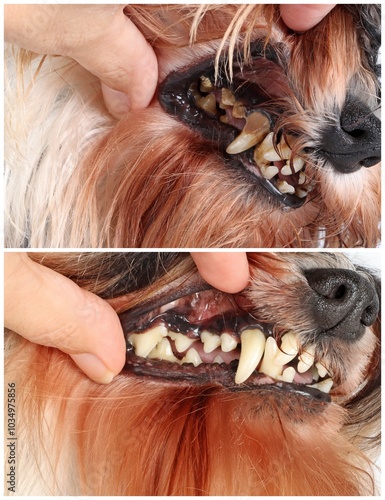 photo montage of dog's teeth before and after tartar removal 