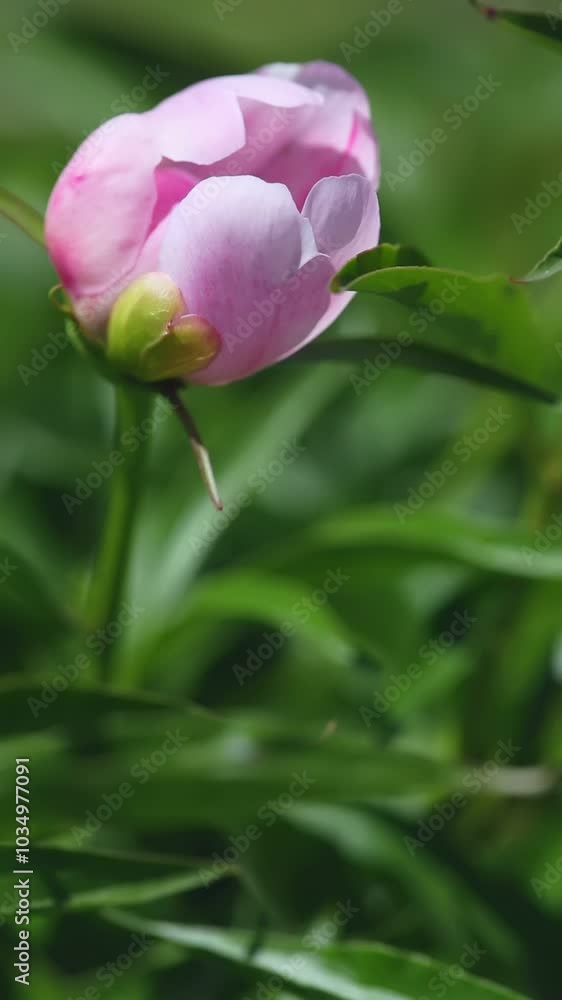 A delicate pink peony bud contrasts beautifully against the vibrant green leaves surrounding it in the garden A delicate pink peony bud contrasts beautifully against the vibrant green leaves surrounding it in the garden