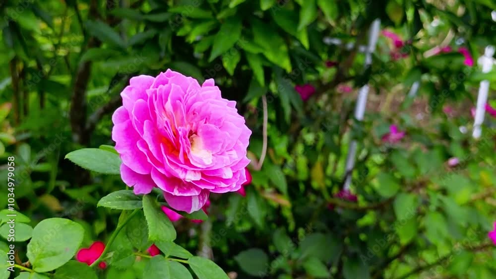 Close-up beautiful pink rose is blooming in the garden. Close-up beautiful pink rose is blooming in the garden.