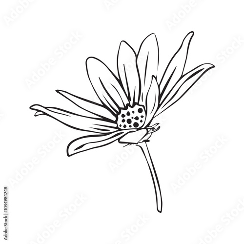 Hand drawn sketch of Jerusalem artichoke flower or Helianthus tuberosus plant isolated on white background.
