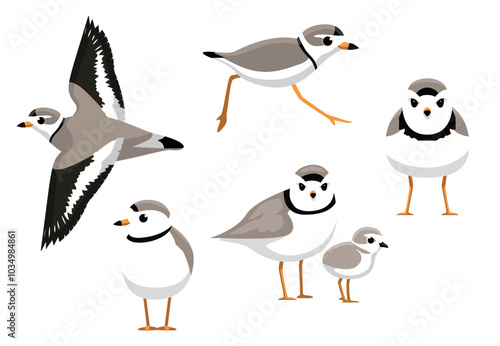 Piping Plover Bird Poses Vector Illustration