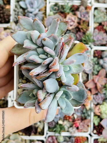 Claster of Echeveria Waradii flower top view. Beautiful natural Succulent Plant on green background photo