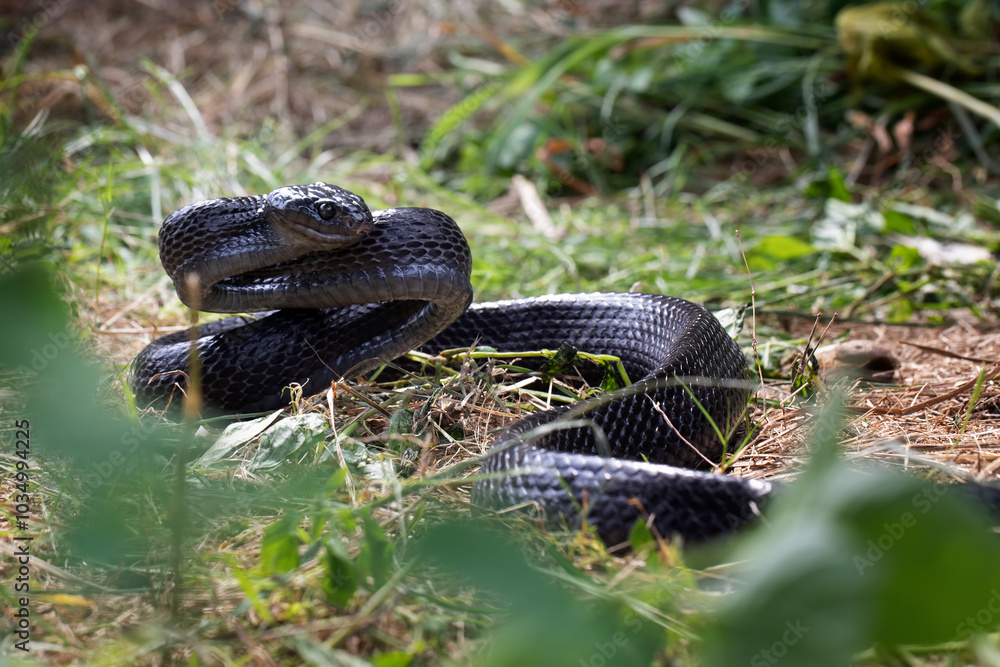 Obraz premium Sulawesi Mangrove Snake (Boiga dendrophila gemmicincta) Black Morph closeup, Boiga dendrophila gemmicincta ready to attack