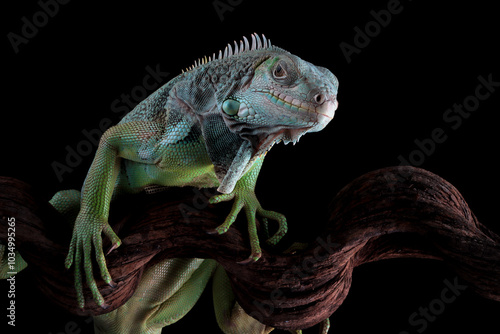 Wallpaper Mural Green Iguana closeup on branch, Green Iguana on branch with black background, animal closeup Torontodigital.ca