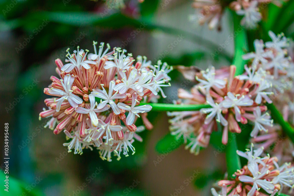 Flowers of dacaena fragrans, plant a popular indoor. Flowers of dacaena fragrans, plant a popular indoor.