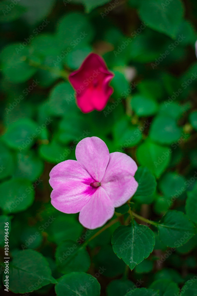 Impatiens walleriana Hook.f., Impatiens walleriana flowers at park.