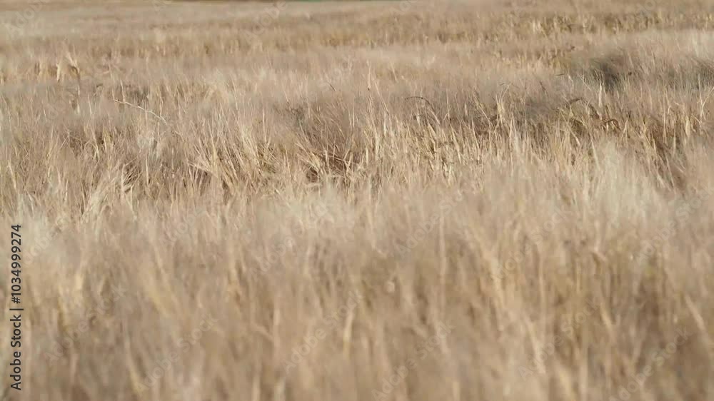 grass in the windbarley, wheat, moved by the wind grass in the windbarley, wheat, moved by the wind