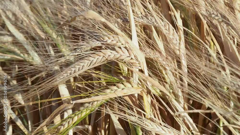 close up of wheat earsbarley, wheat, moved by the wind close up of wheat earsbarley, wheat, moved by the wind