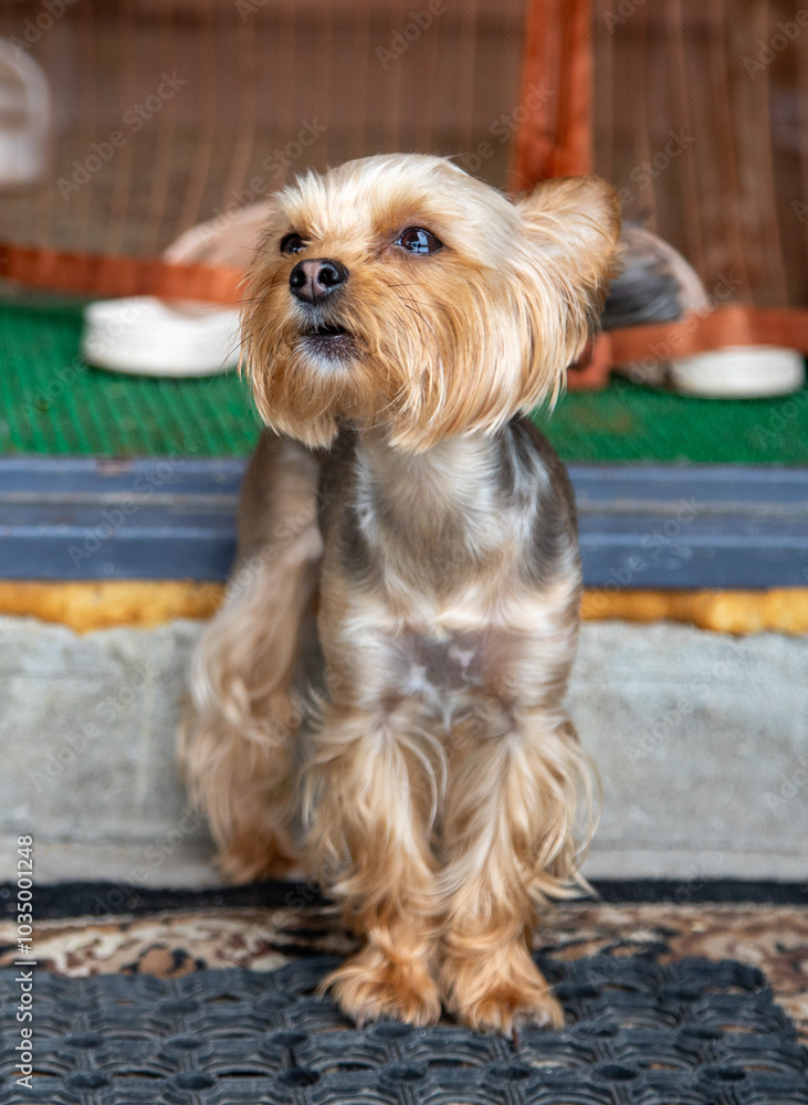 A small dog with a brown and white coat is standing on a mat A small dog with a brown and white coat is standing on a mat