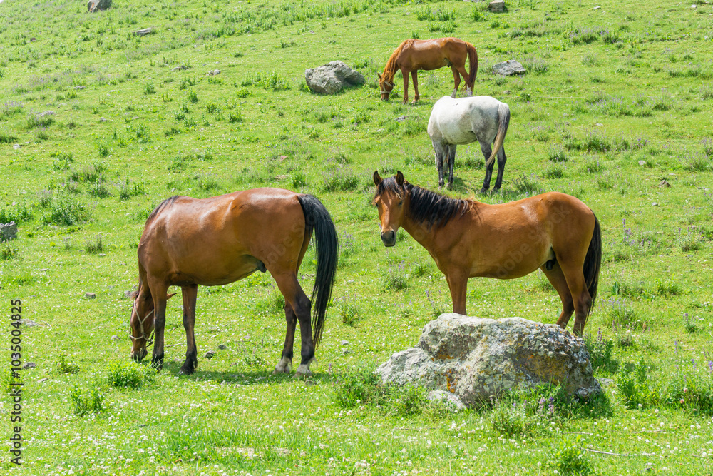 One white and three brown horses graze on green grass on a mountain slope. Hill, rocks and blue sky One white and three brown horses graze on green grass on a mountain slope. Hill, rocks and blue sky